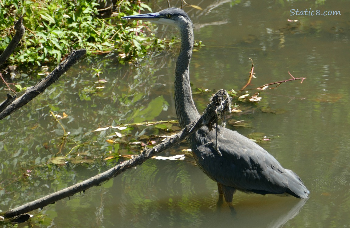 Great Blue Heron standing in shallow water