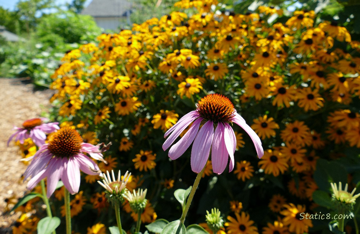 Echinacea and Black Eye Susan blooms