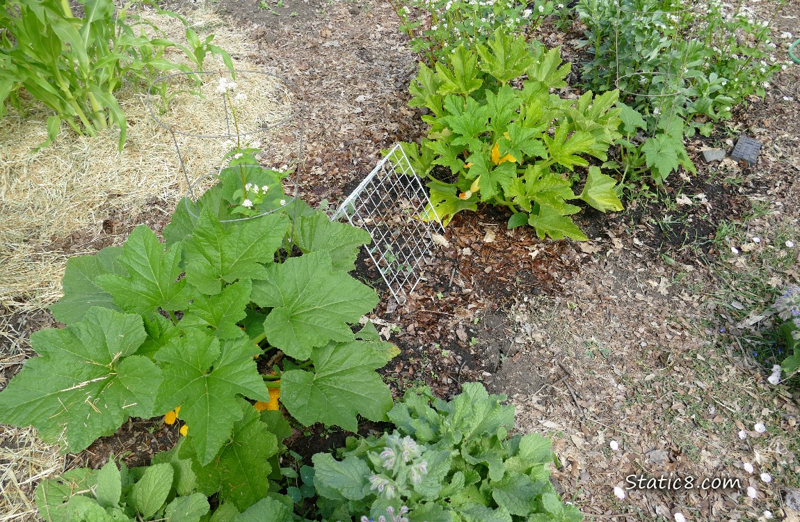 Squash plants