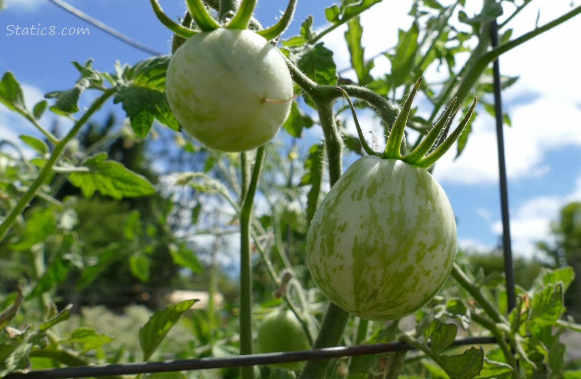 Small tomatoes growing on the vine, blue sky behind