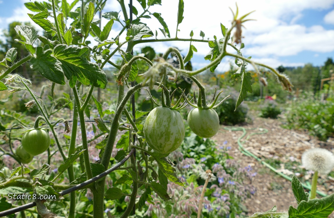 Tomatoes growing on the vine