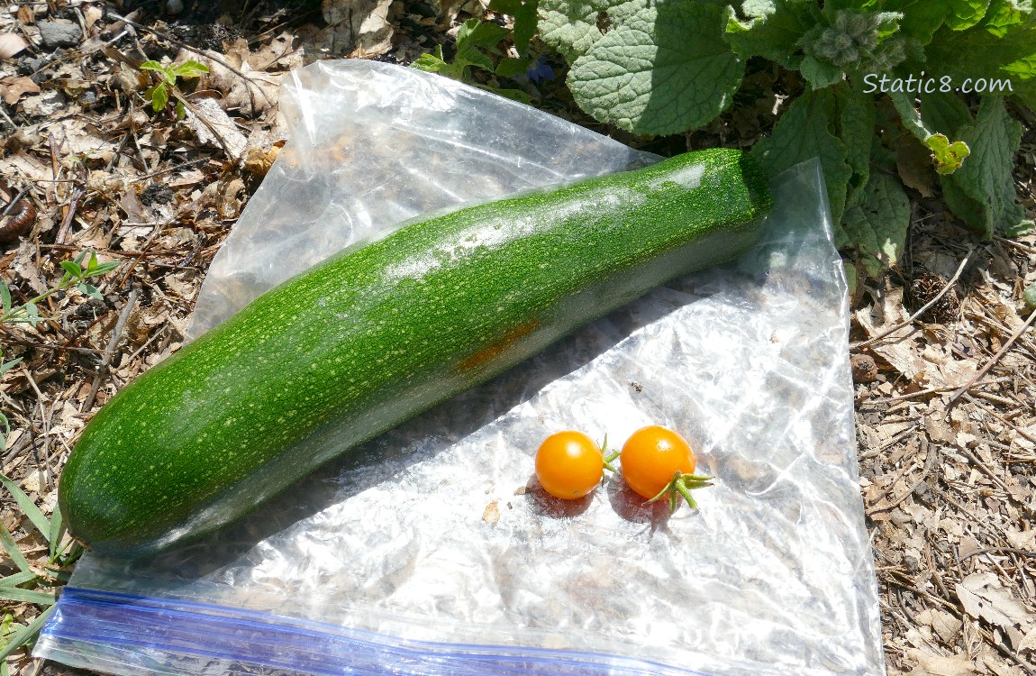 Harvested Green Zuchinni and two sungolds