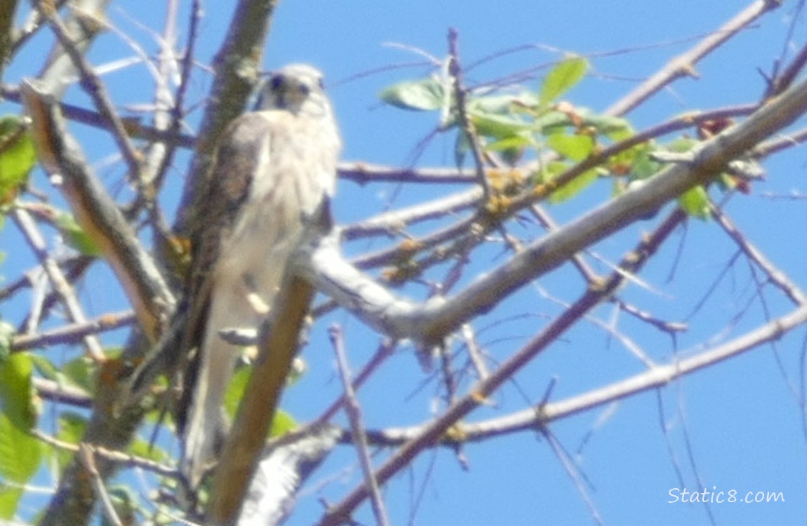Female American Kestrel standing in a tree
