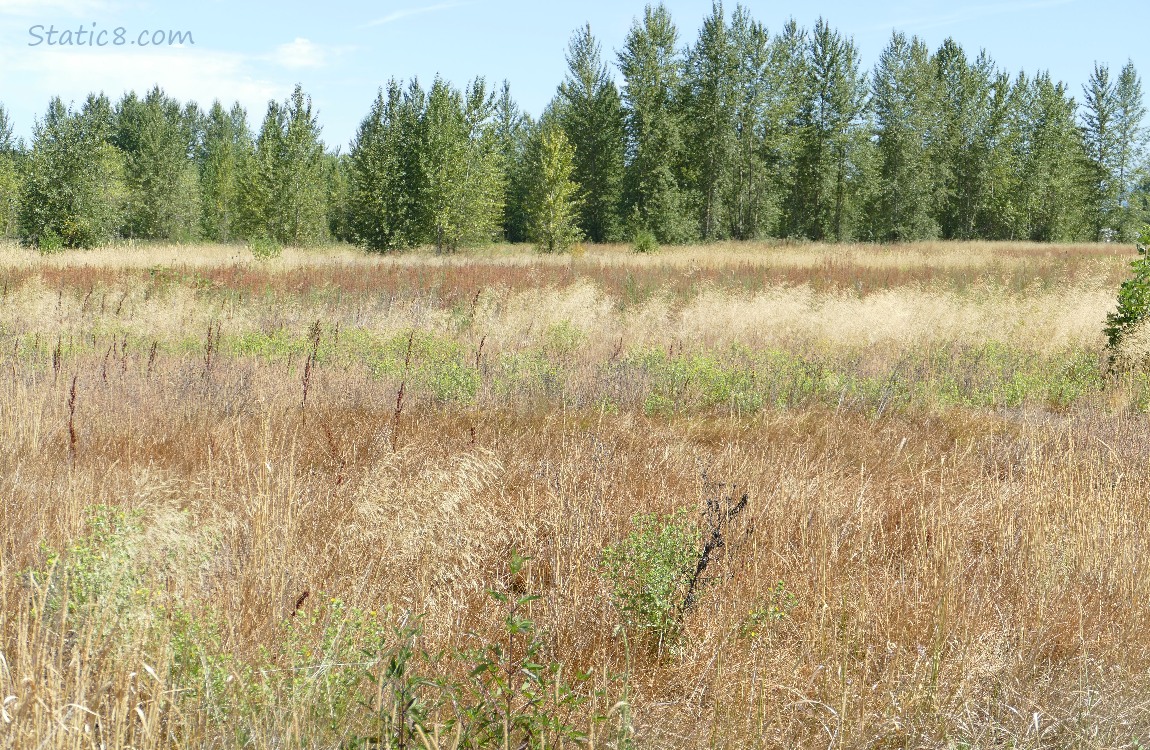 Prairie with different grasses and trees in the distance