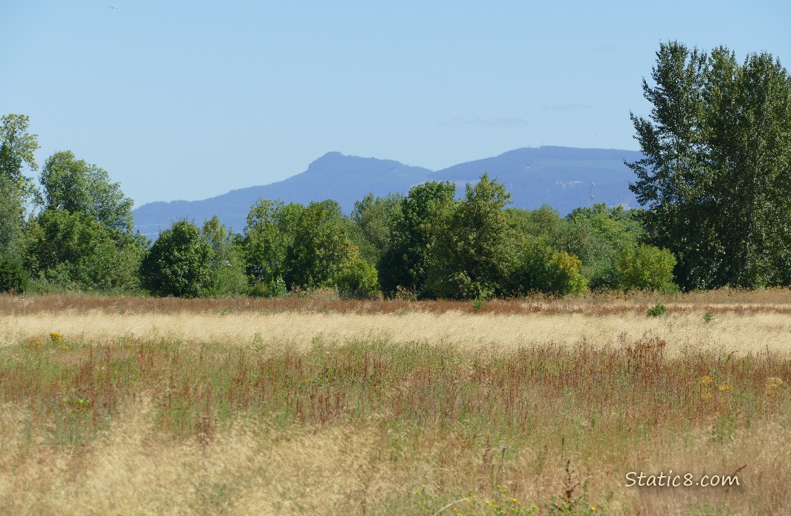 Hills in the distance, over prairie grasses