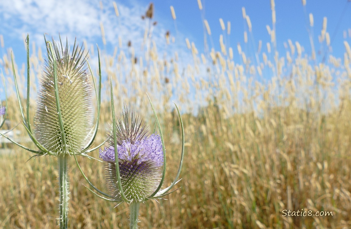Teasel blooms in front of other grasses and blue sky
