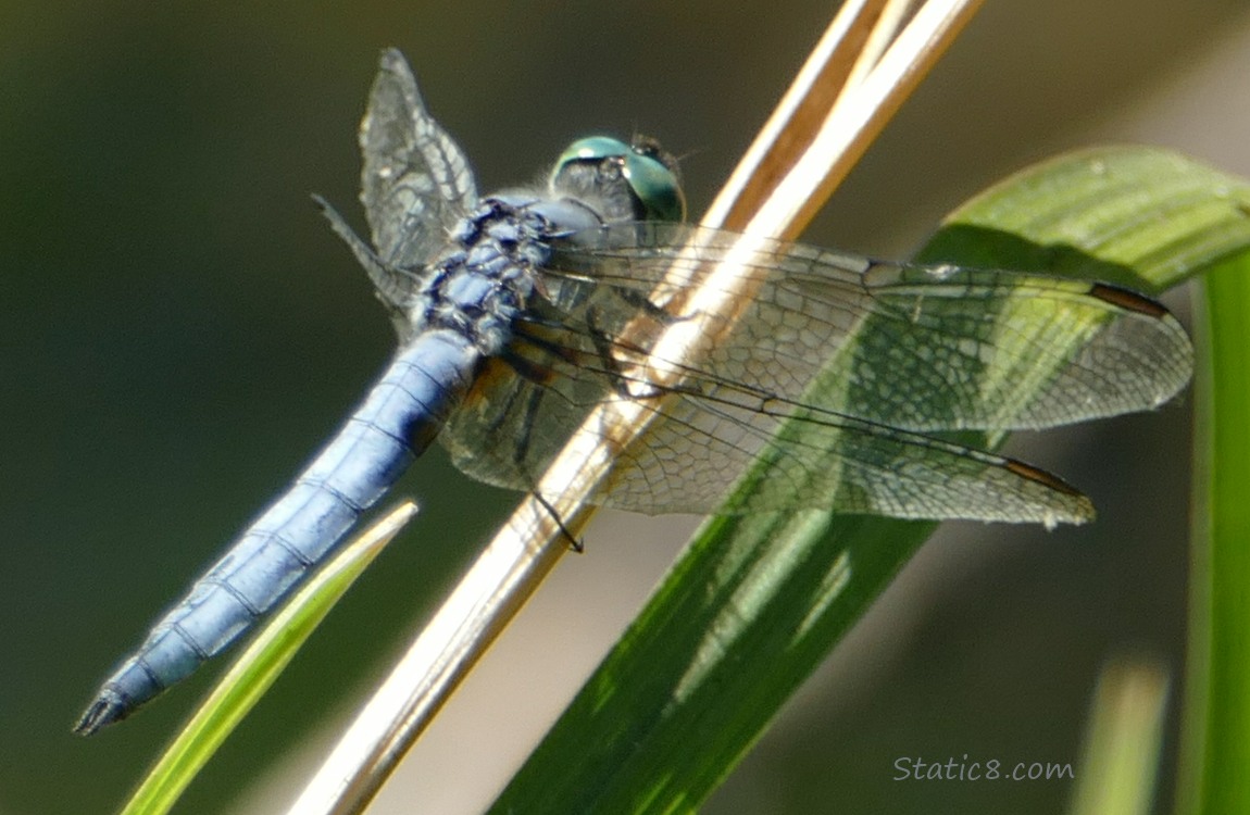 Dragonfly standing on a twig