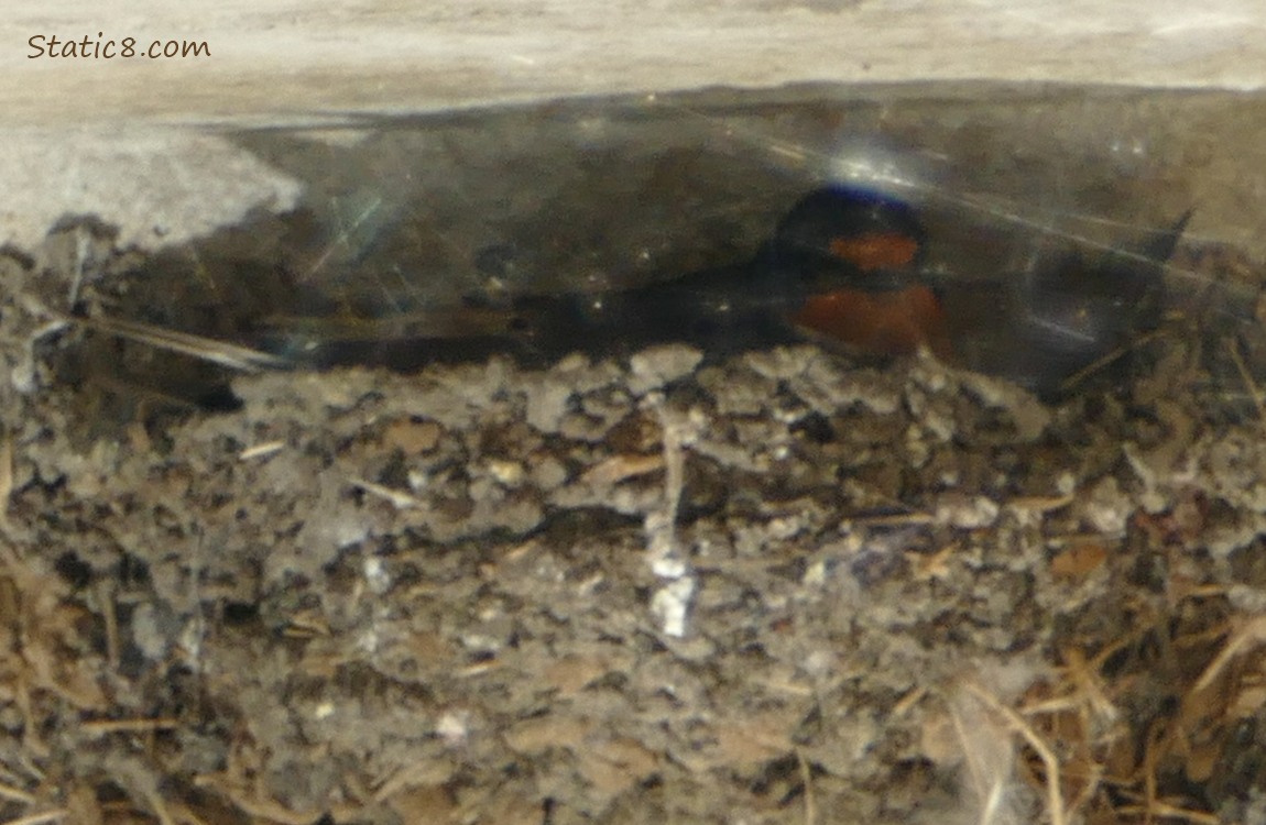 Barn Swallow parent sitting in the nest