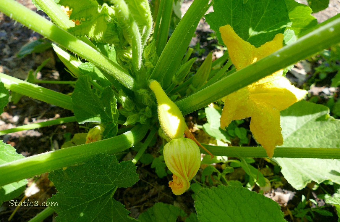 Crookneck fruit growing on the vine