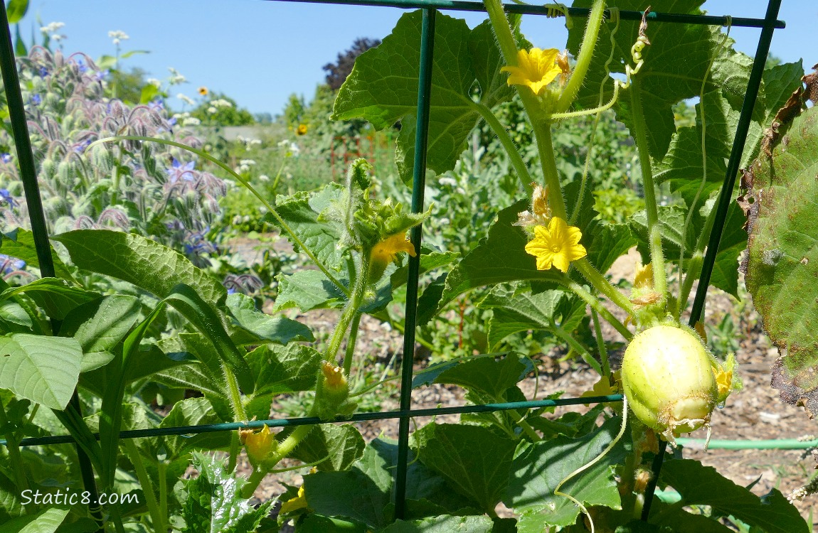 Lemon Cucumber fruit growing on the vine