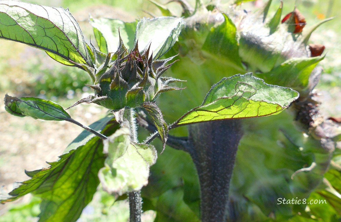 Small bloom growing from the back of a sunflower