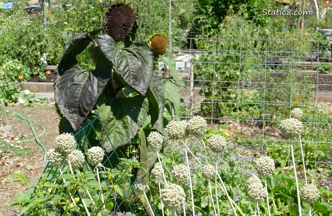 Sunflowers and garden plot