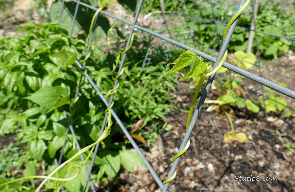 Bean vines curling up a wire trellis