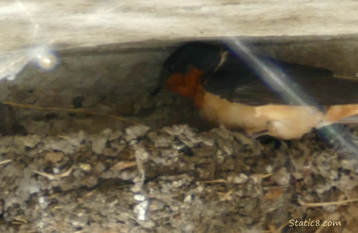 Barn Swallow parent looks into the nest