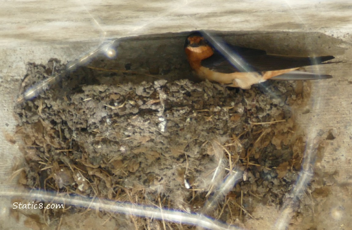 Barn Swallow parent standing at the edge of the nest