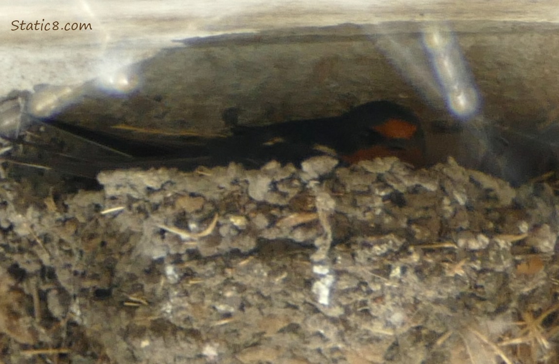 Barn Swallow parent sitting in the nest