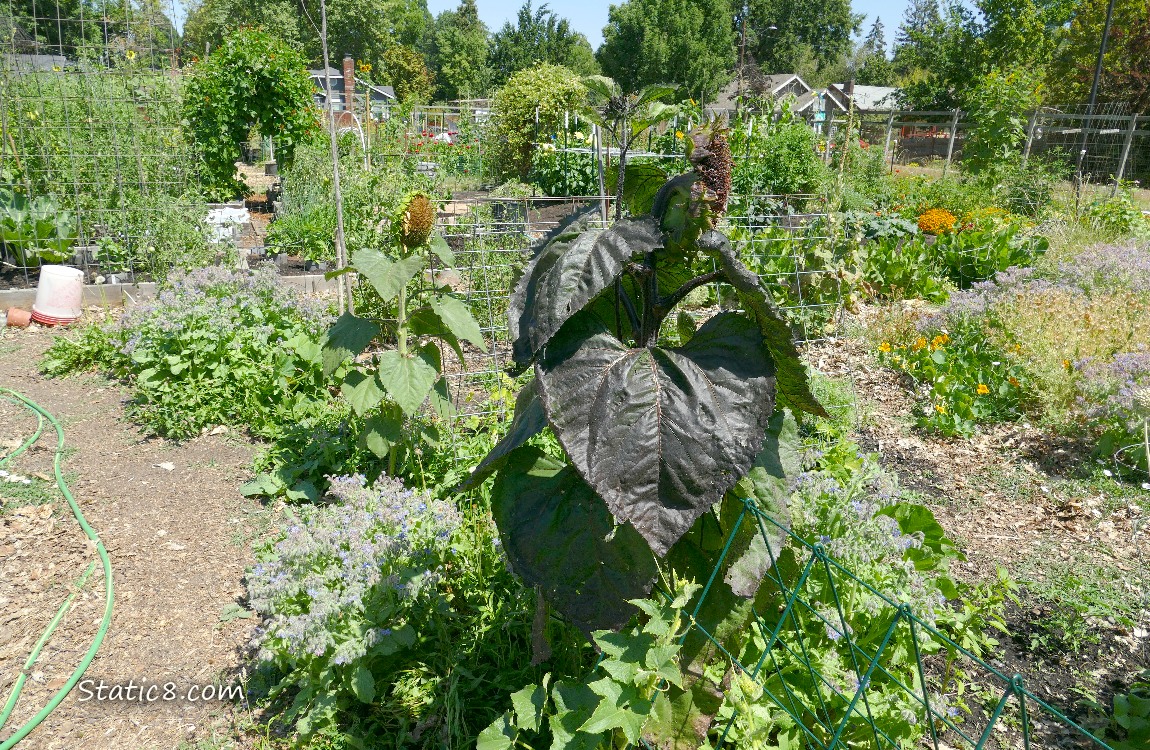 Garden plot with sunflowers