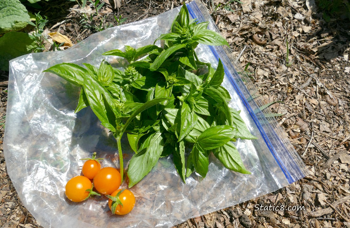 Harvested Basil laying on a ziplock bag on the ground