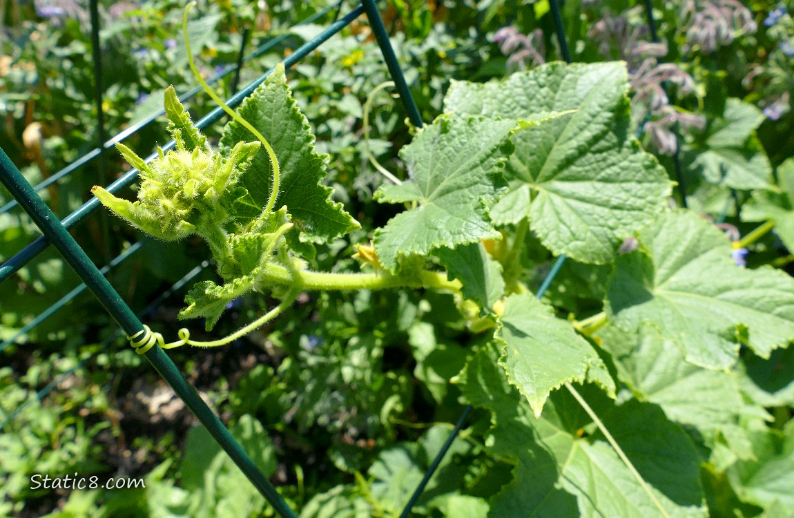 Cucumber plant growing on a wire trellis