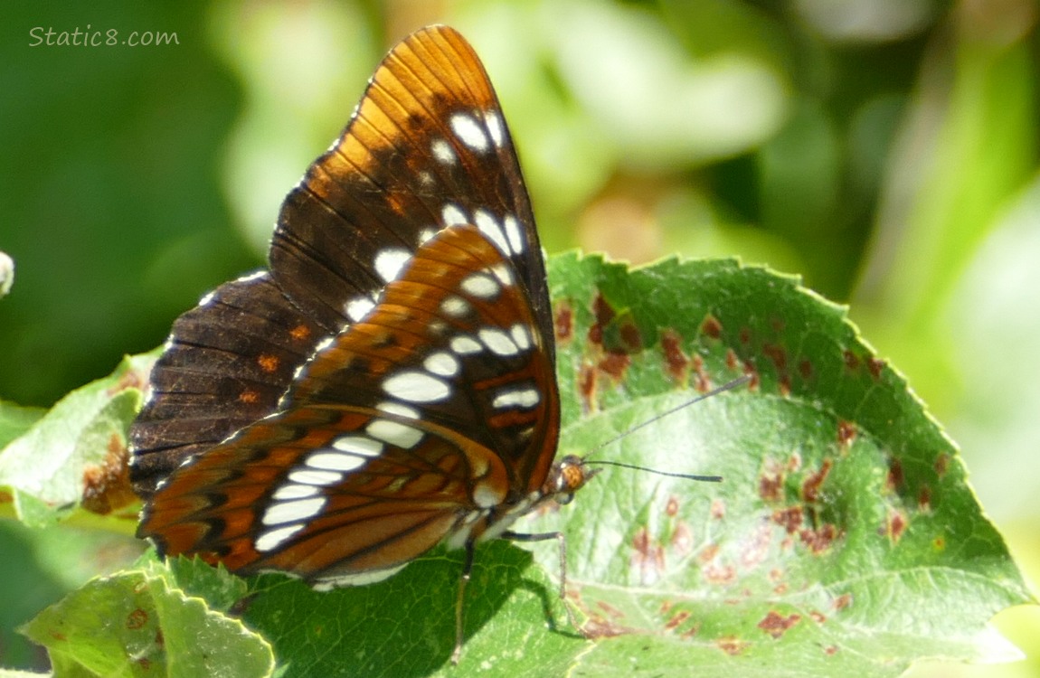 Butterfly standing on a leaf