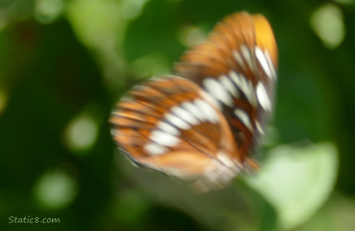 Blurry butterfly flying away