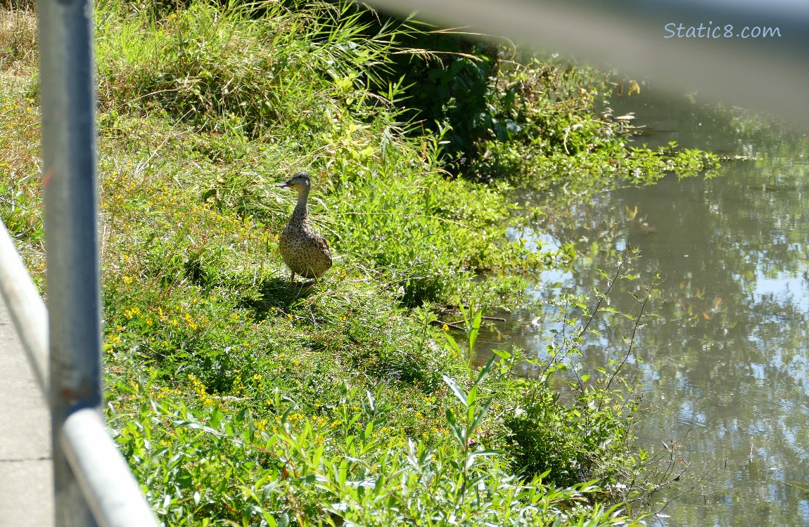 Mama Mallard standing on the grassy bank of the creek