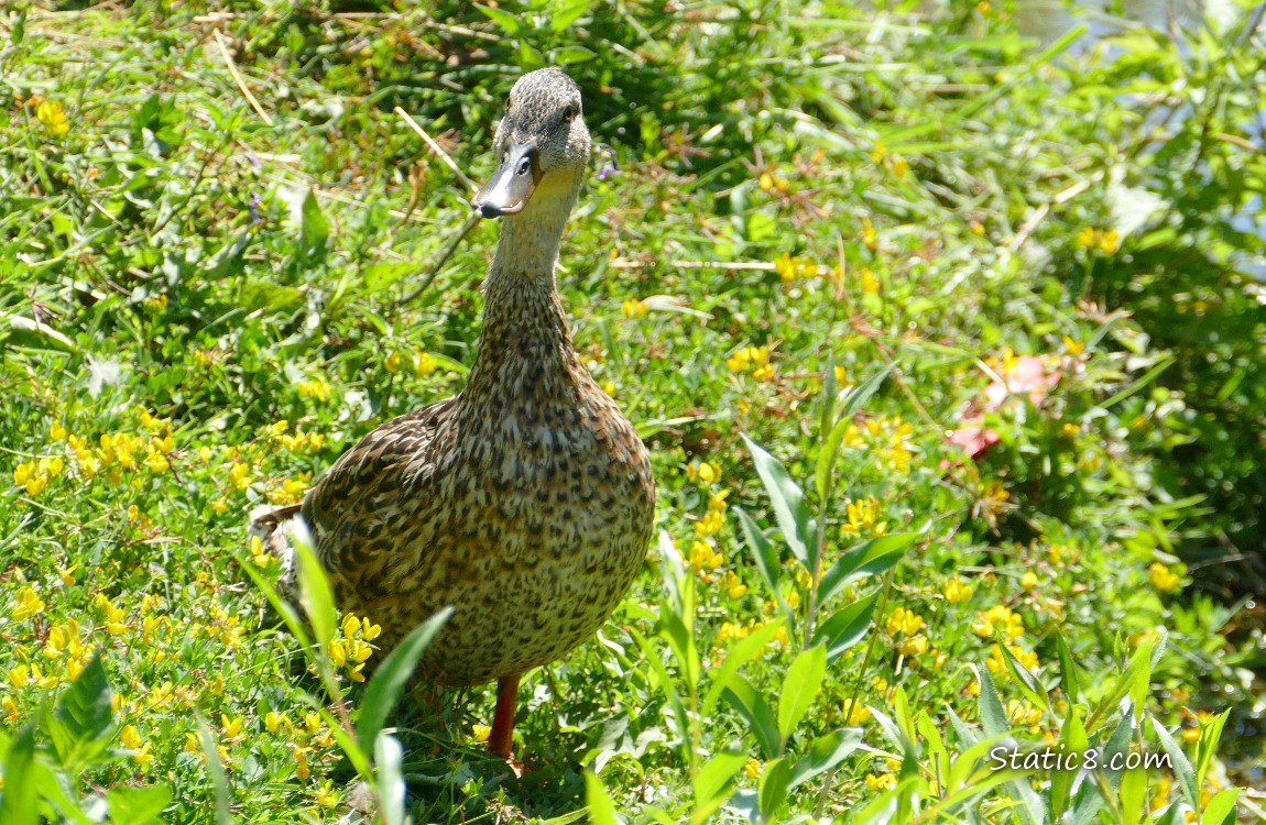 Mama Mallard standing in the grass surrounded by small yellow flowers