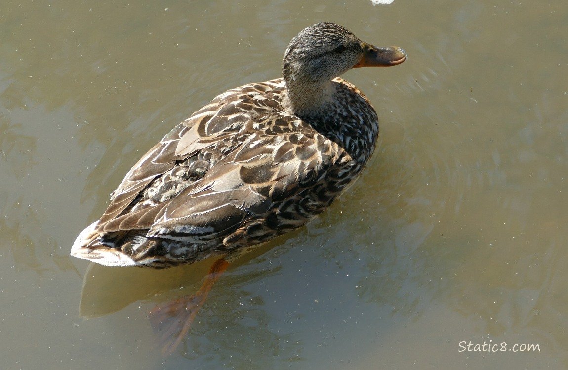 Looking down at Mama Mallard, paddling in the water