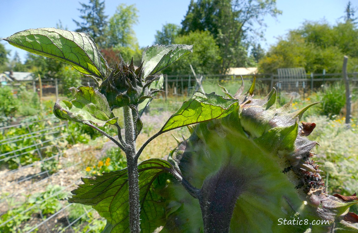 sunflower making a new bloom