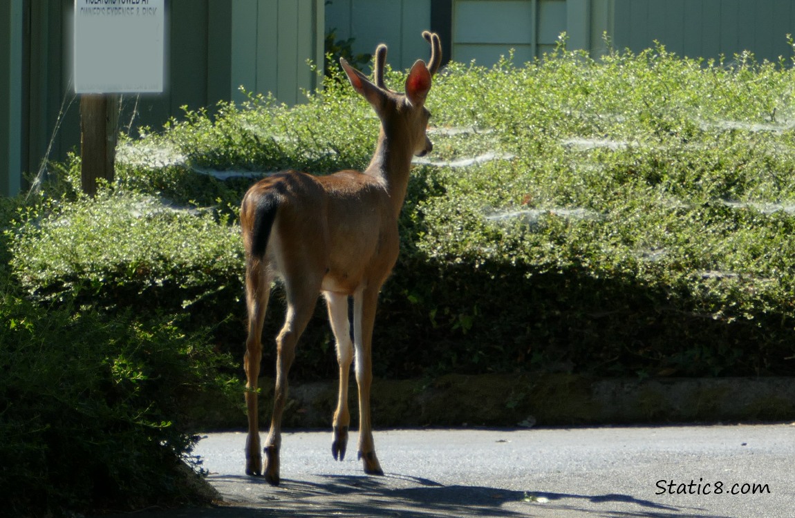 Black Tail stag walking away on the sidewalk