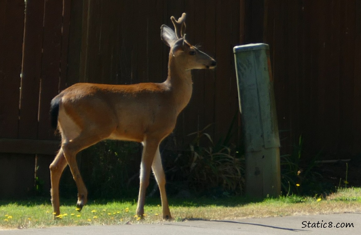 Black Tail stag walking in front of apartments