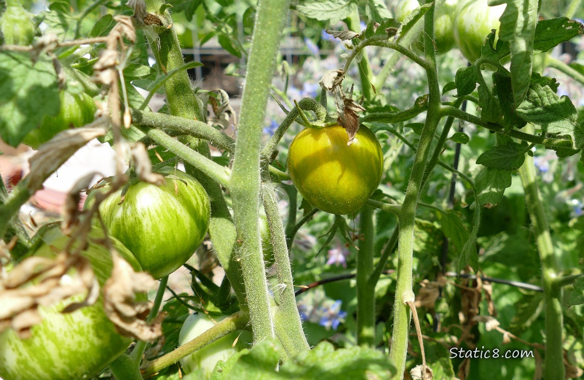 Tomatoes ripening on the vine