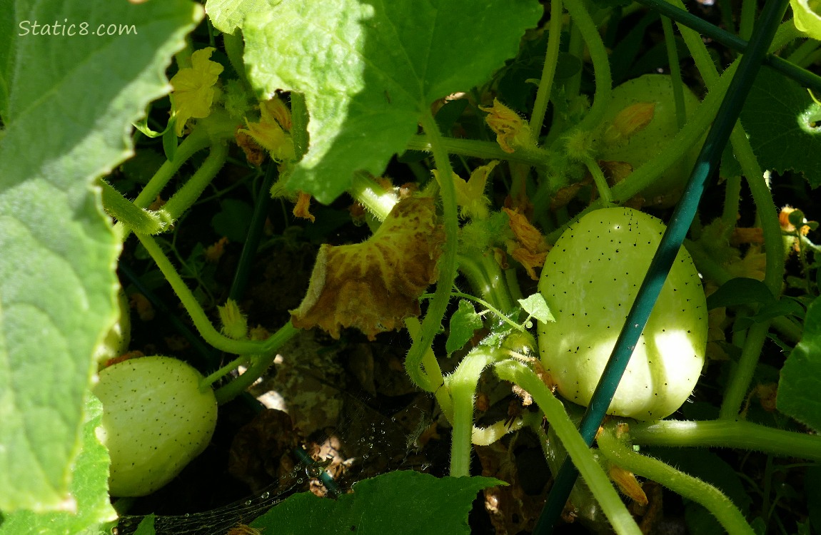 Lemon Cucumbers growing on the vine