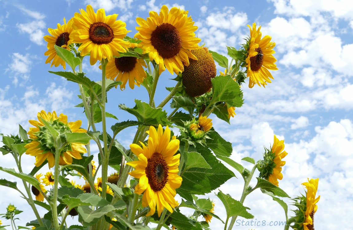 Sunflowers in front of blue sky with little clouds