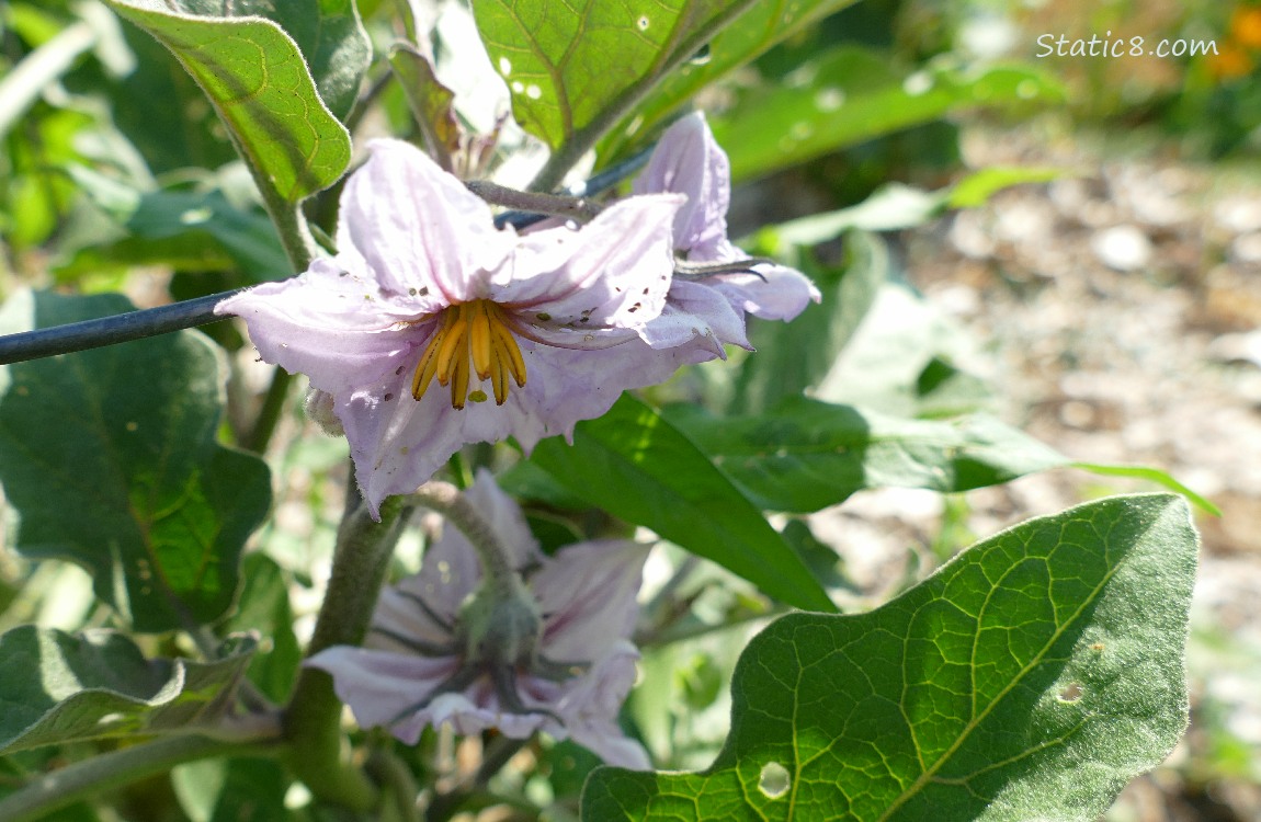 Aubergine flowers hanging from the plant