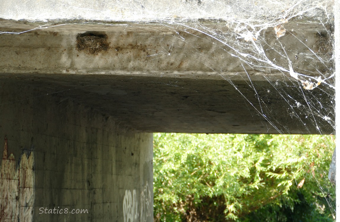 Nest under a bridge