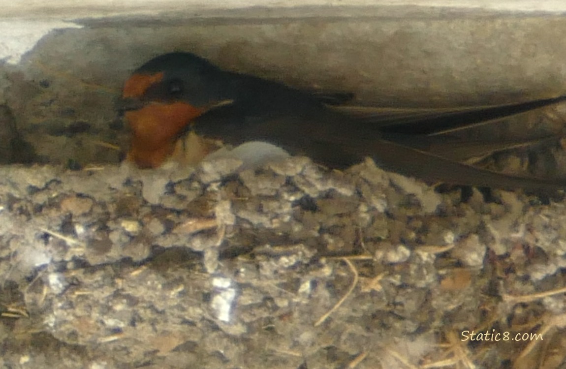 Barn Swallow parent sitting in the nest