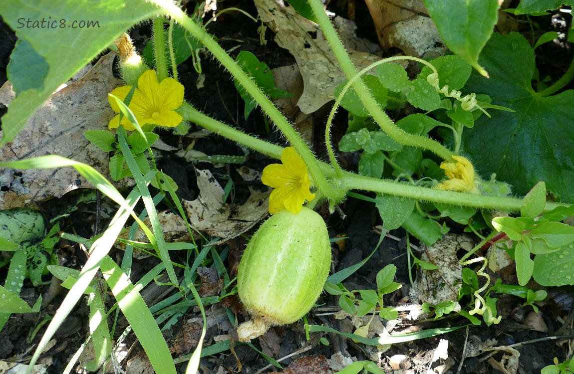 Lemon Cucumber growing on the vine with yellow flowers