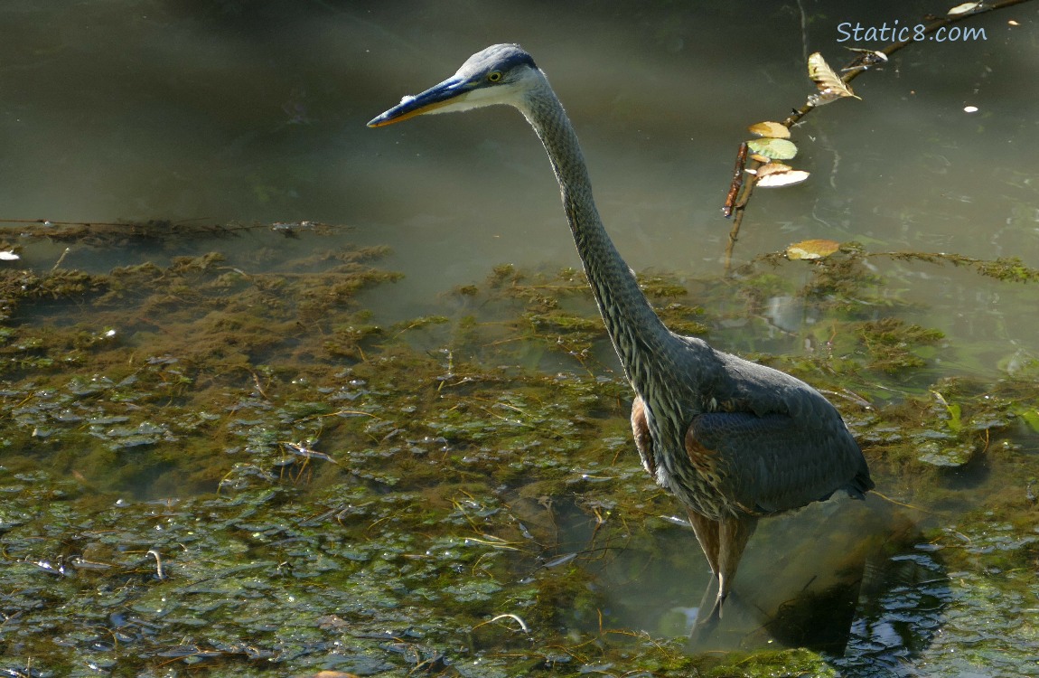 Great Blue Heron walking in water