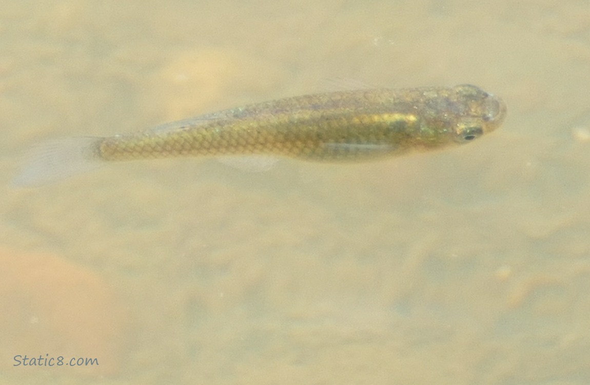 Minnow swimming in water