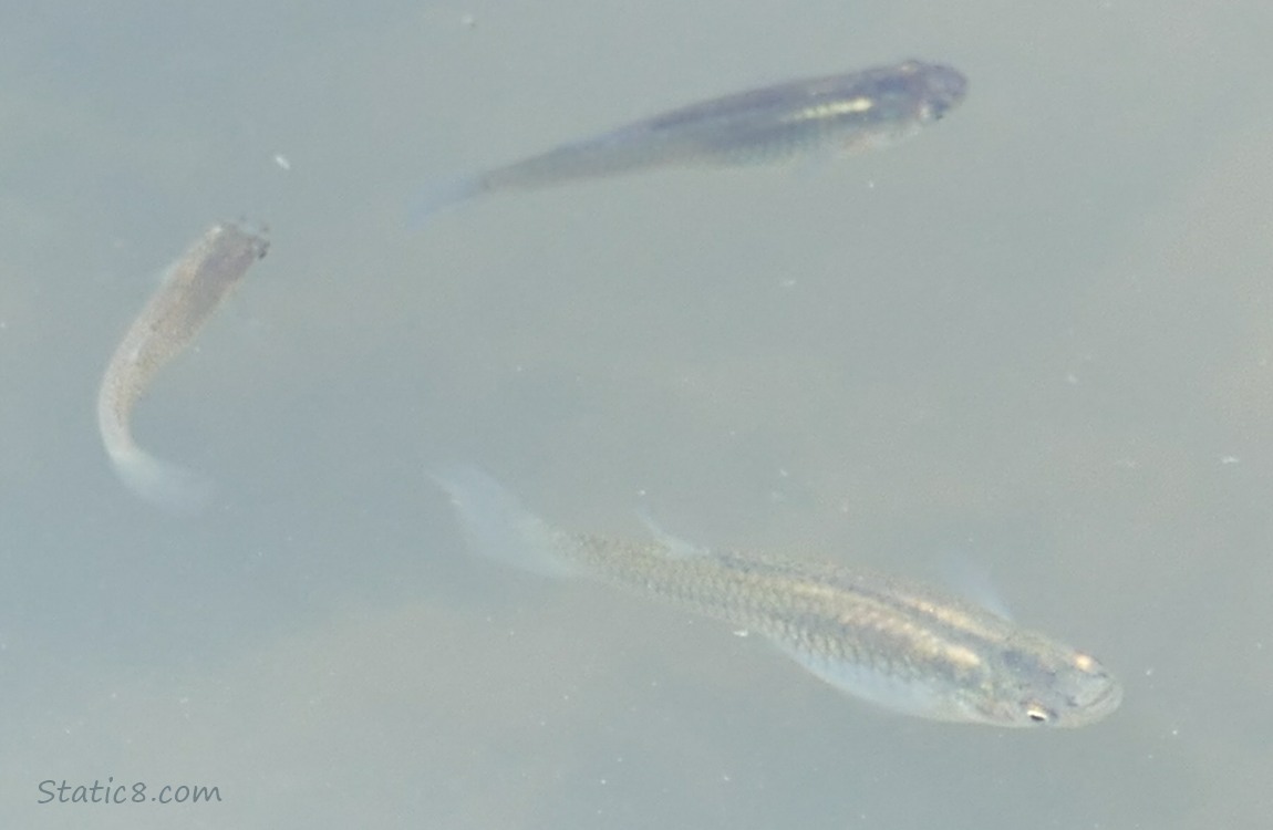 Three Minnows swimming in water