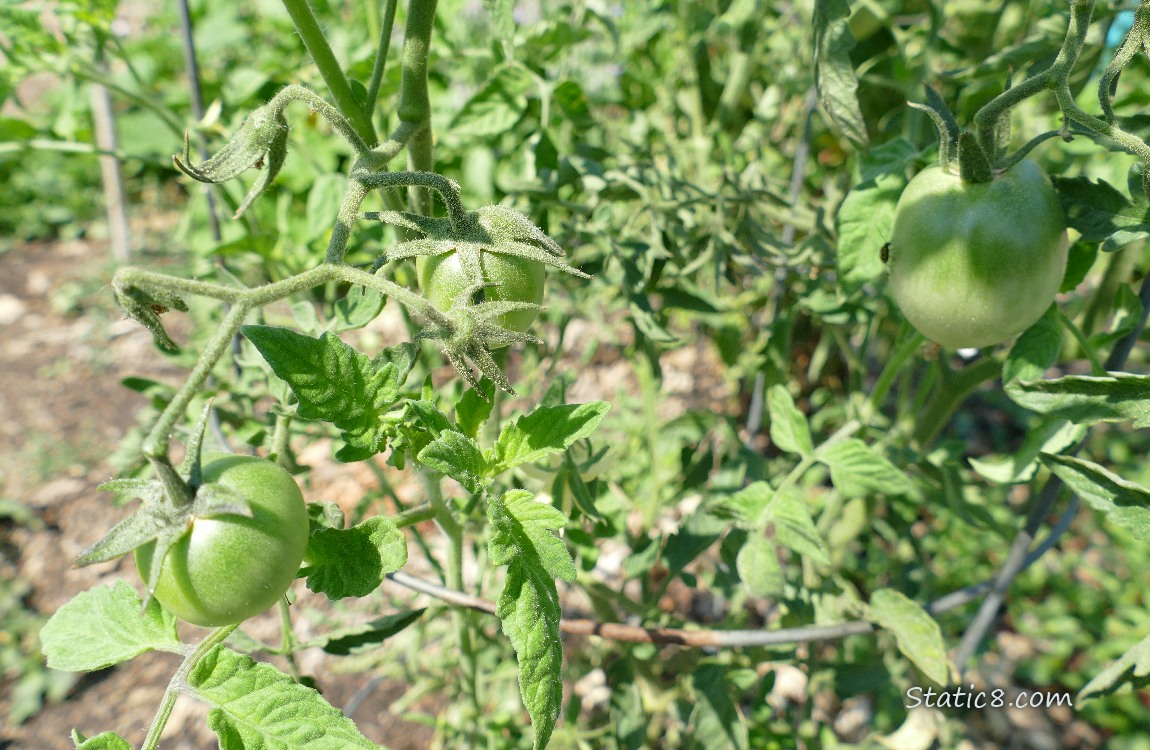 Green tomatoes growing on the vine