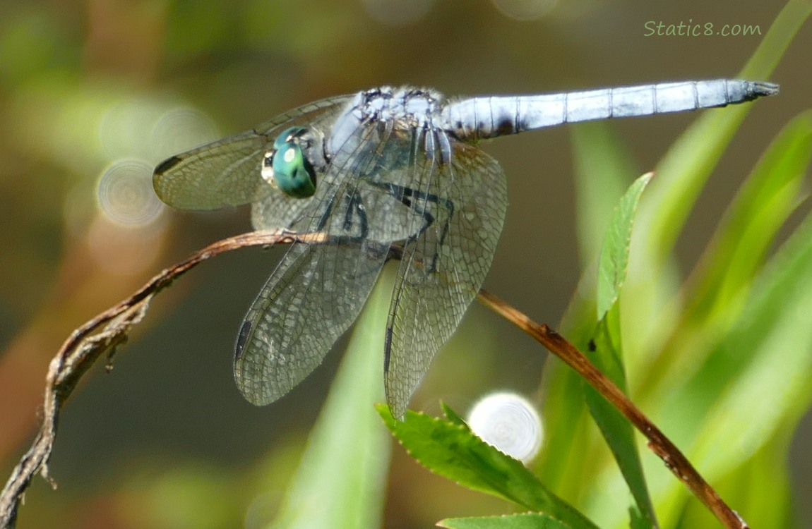 Dragonfly standing on a twig