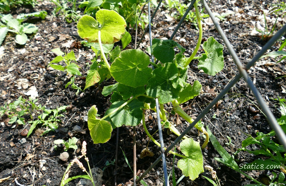 Small squash plant growing under a wire trellis