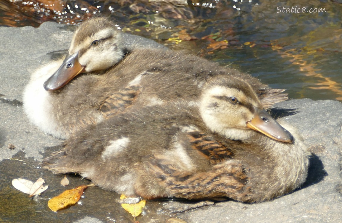 Two ducklings sitting on a rock
