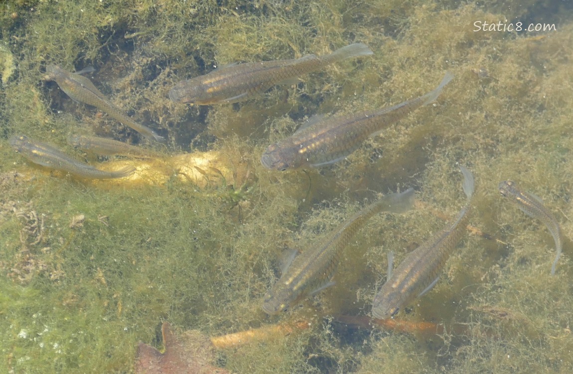 Minnows swimming in water