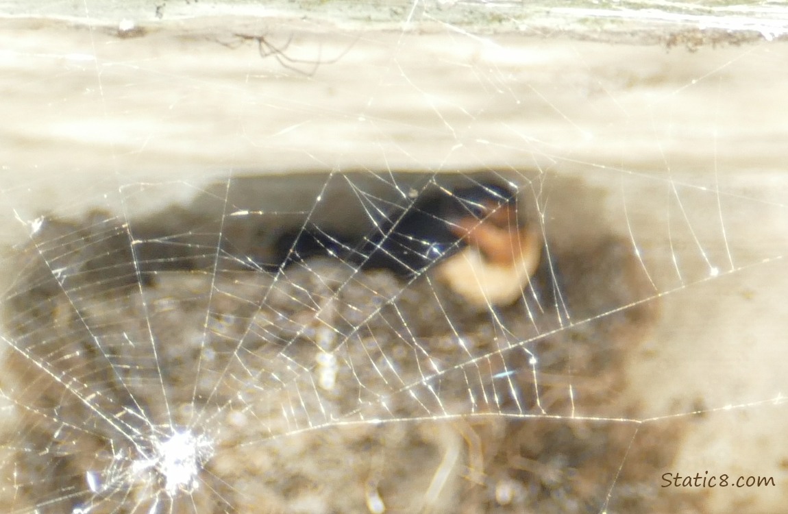 Spider and web in front of the Barn Swallow nest