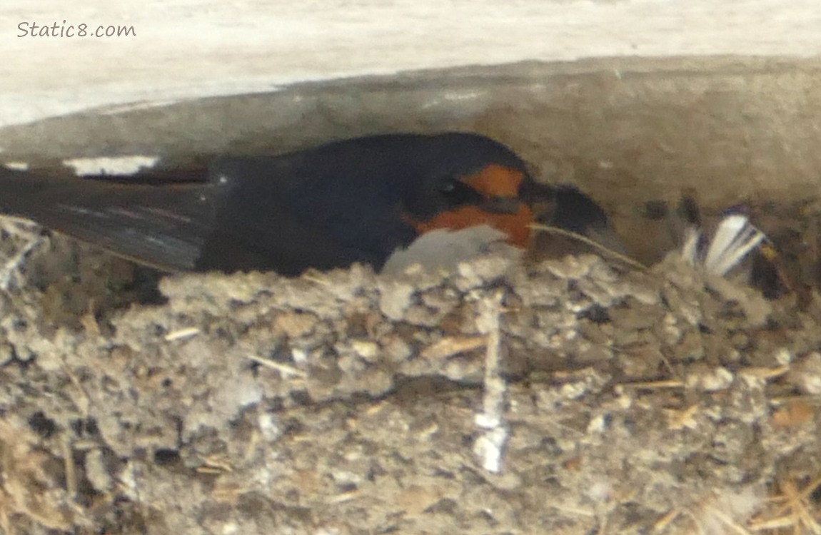 Barn Swallow parent sitting in the nest