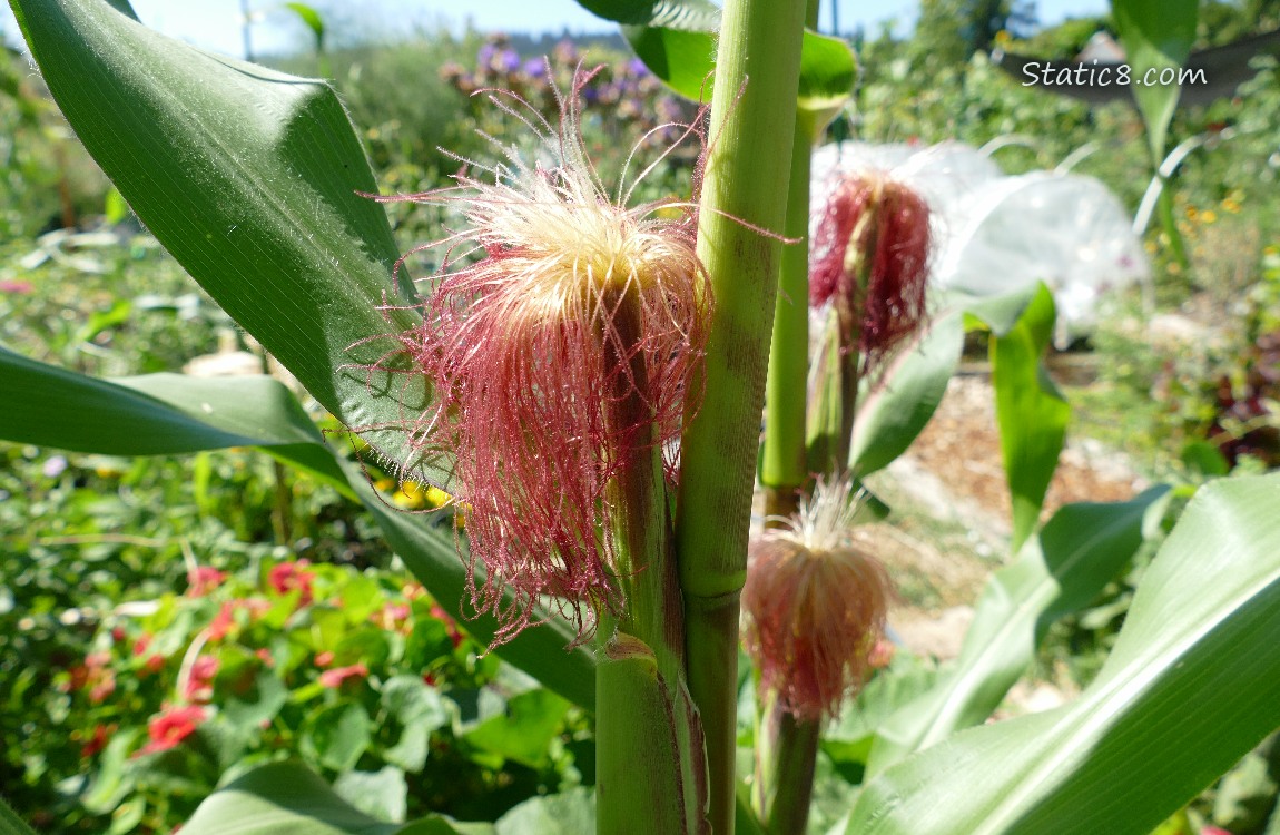 Pink corn silks from the top of a corn growing on the stalk