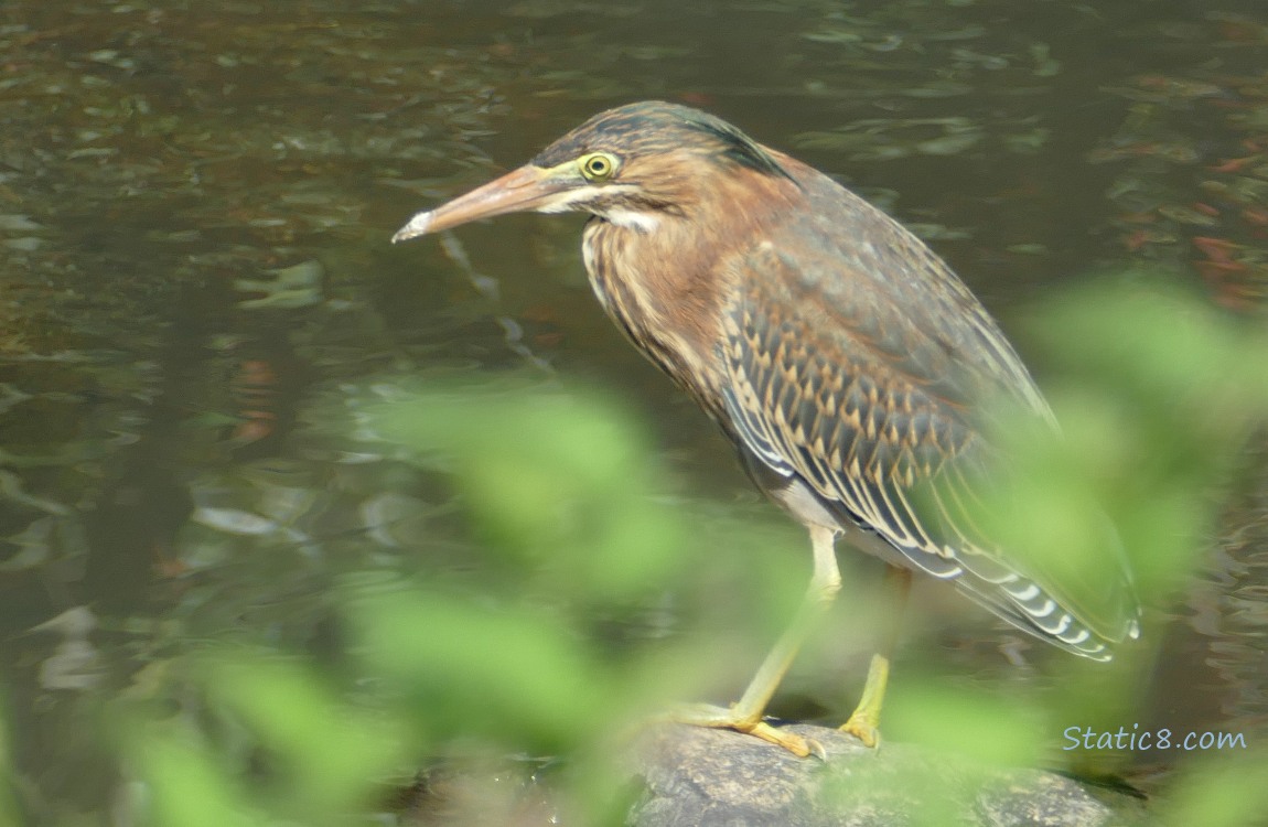 Green Heron standing on a rock in the creek